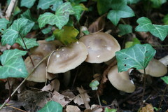 Rhodopolia