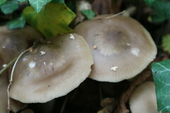 Rhodopolia
