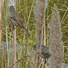 Catamenia