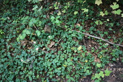 Rhodopolia
