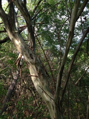 Chloroleucon mangense