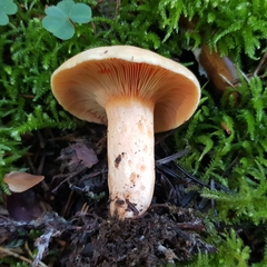 Lactarius salmonicolor