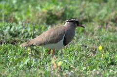 Vanellus coronatus