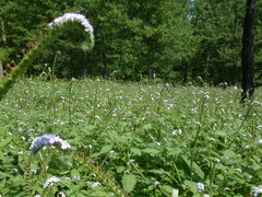 Heliotropium indicum