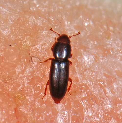 Rhizophagus remotus
