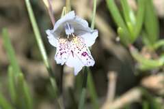 Gladiolus caeruleus