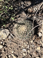 Mammillaria heyderi