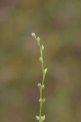 Polygonum tenue