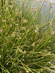 Isolepis costata