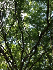 Chloroleucon mangense