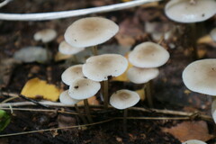 Mycena