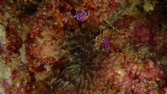 Coryphellina arveloi