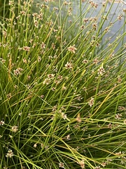Isolepis costata