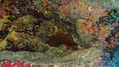 Holothuria sanctori