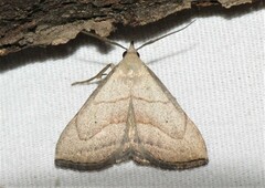 Macrochilo litophora