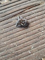 Macdunnoughia confusa
