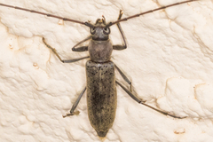 Osmidus guttatus