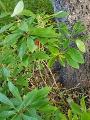 Daphne mezereum