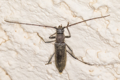 Osmidus guttatus