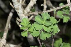 Pelargonium gibbosum
