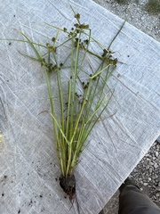 Cyperus difformis