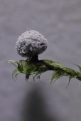 Didymium melanospermum