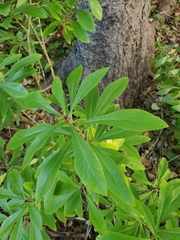 Daphne mezereum