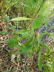 Daphne mezereum
