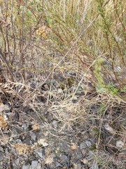 Poa palustris