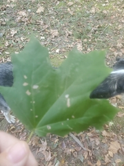 Acer floridanum