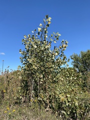 Populus deltoides