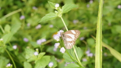 Appias libythea olferna