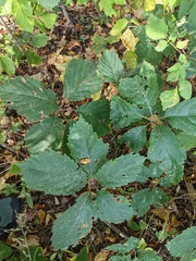 Parthenocissus inserta