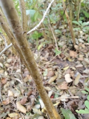 Daphne mezereum