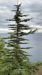 Cedrus libani