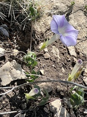 Ipomoea lindheimeri