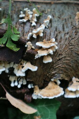 Plicaturopsis crispa