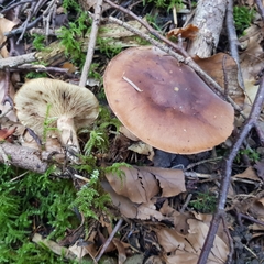 Tricholoma ustale