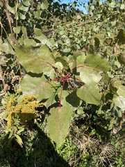Populus deltoides