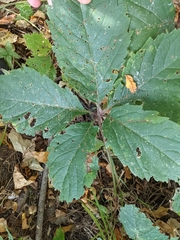 Parthenocissus inserta