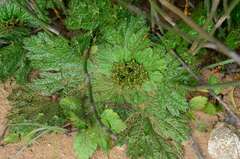 Arctopus echinatus