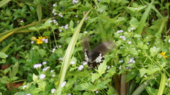 Papilio polytes romulus