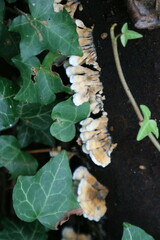 Plicaturopsis crispa