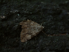 Catocala amica