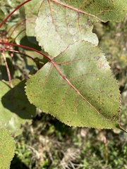 Populus deltoides