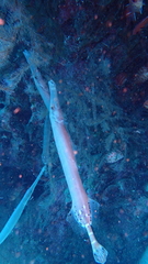 Aulostomus strigosus