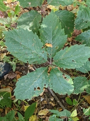 Parthenocissus inserta