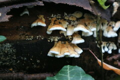 Plicaturopsis crispa