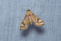 Eoophyla