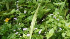 Papilio polytes romulus